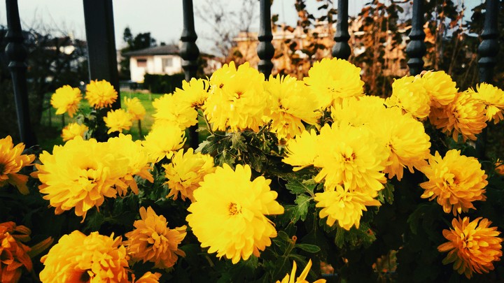 yellow in winter
