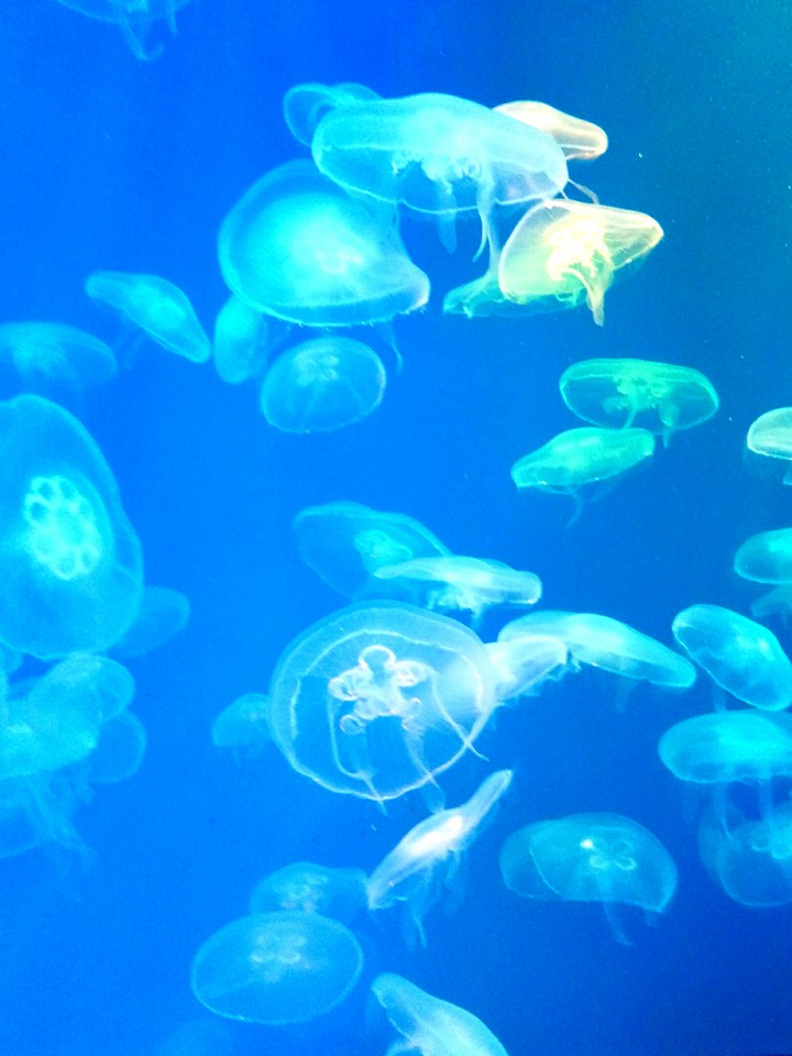 jellyfish•