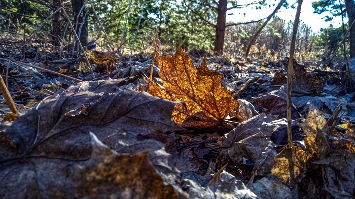 Leaf