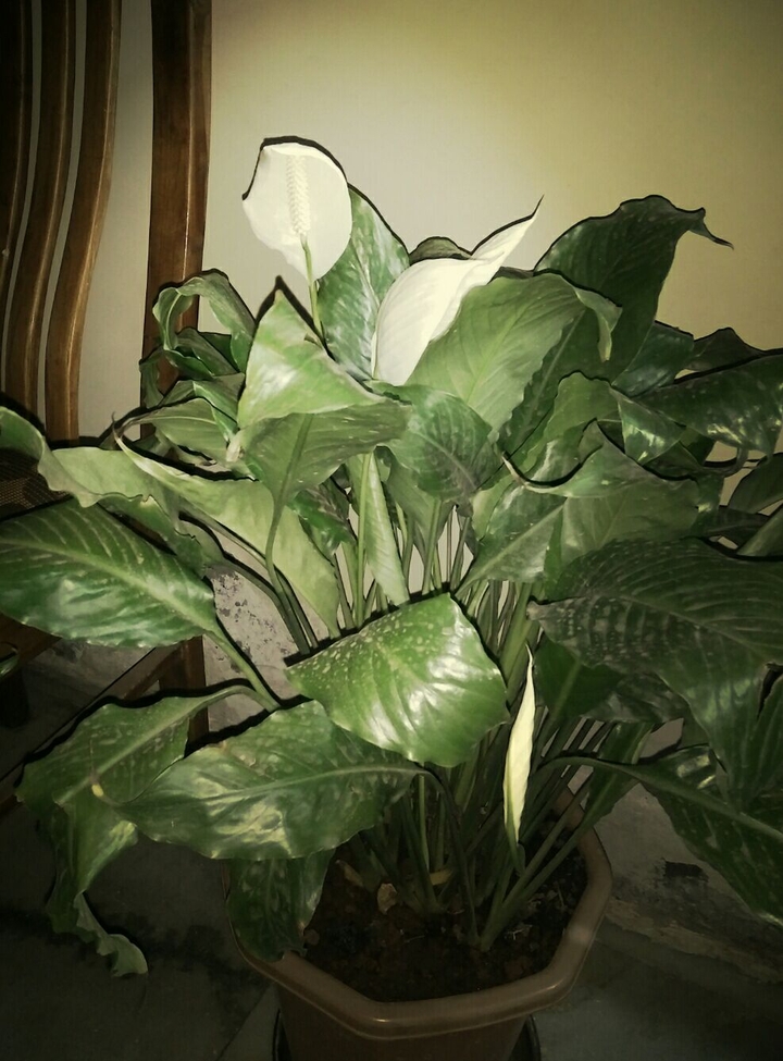 peace lily