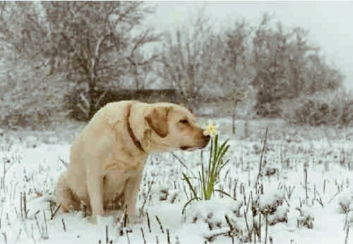 собаки