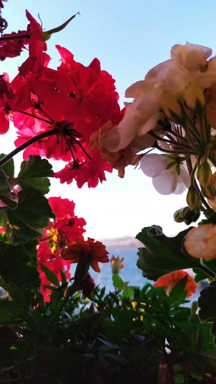 flower