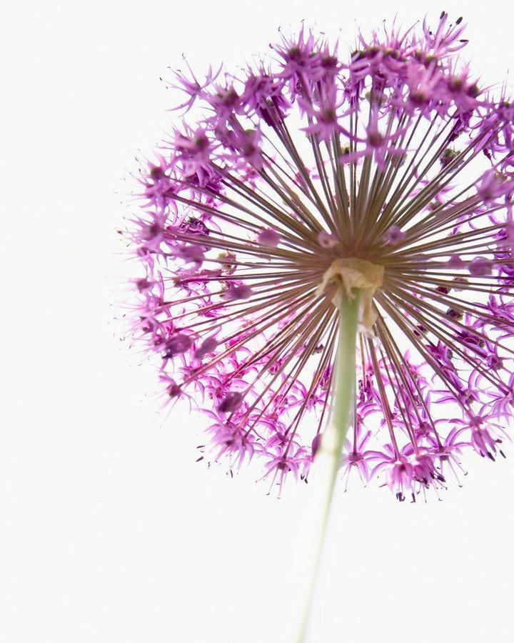purple dandelion