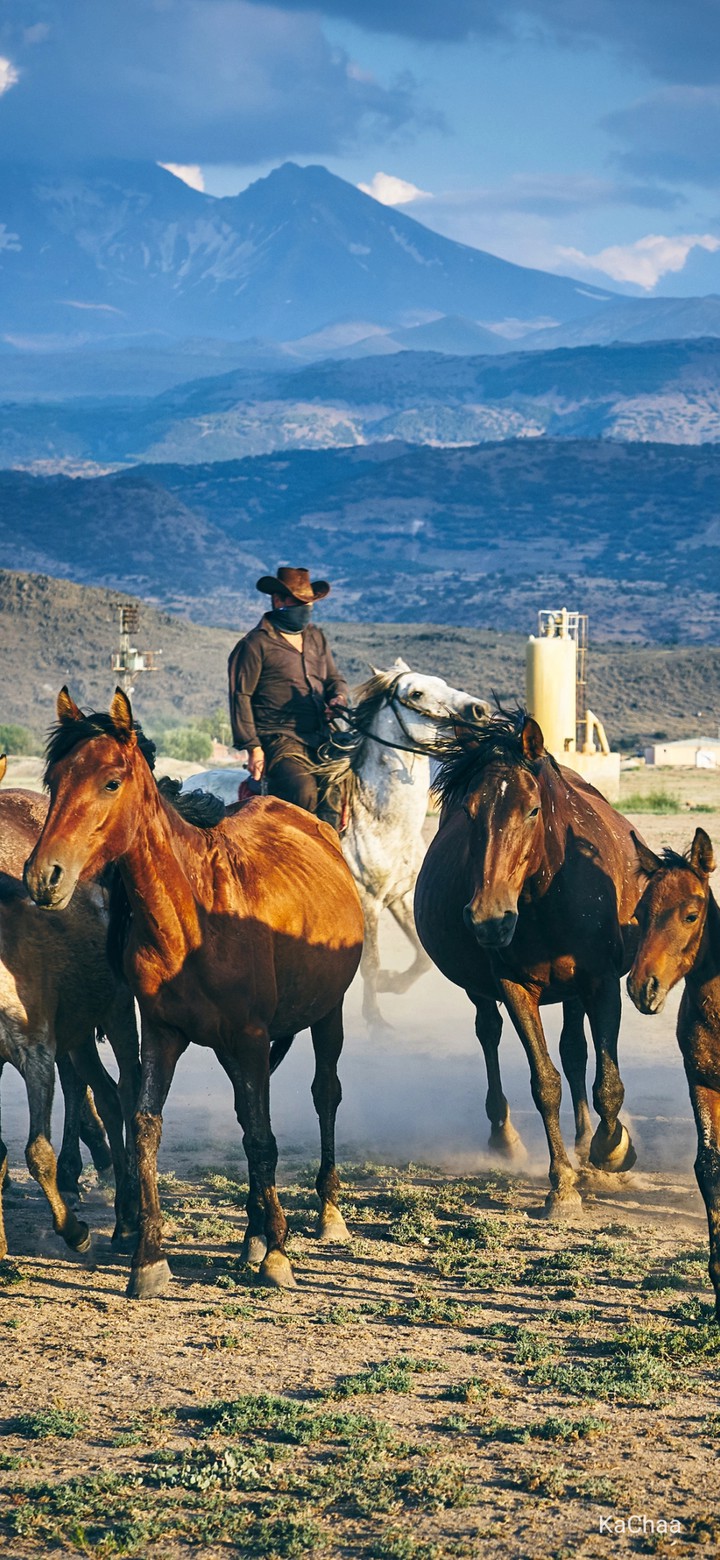 horses
