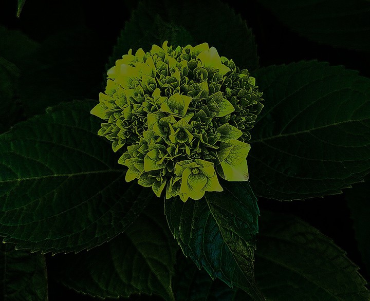 green flower