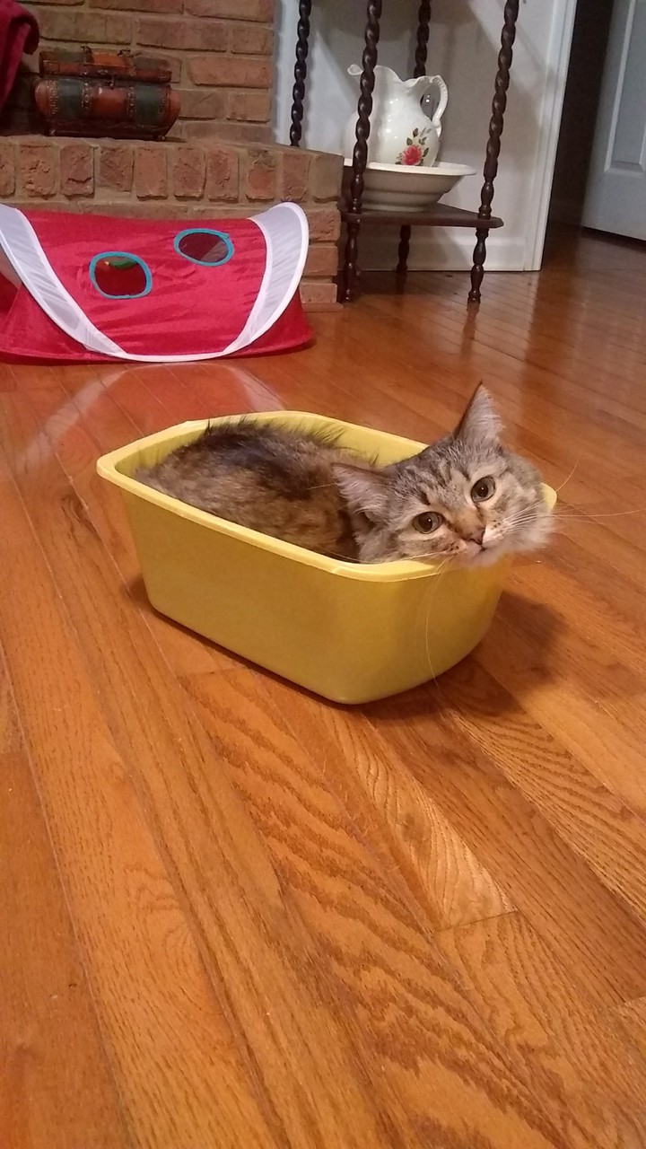 Kitty tub