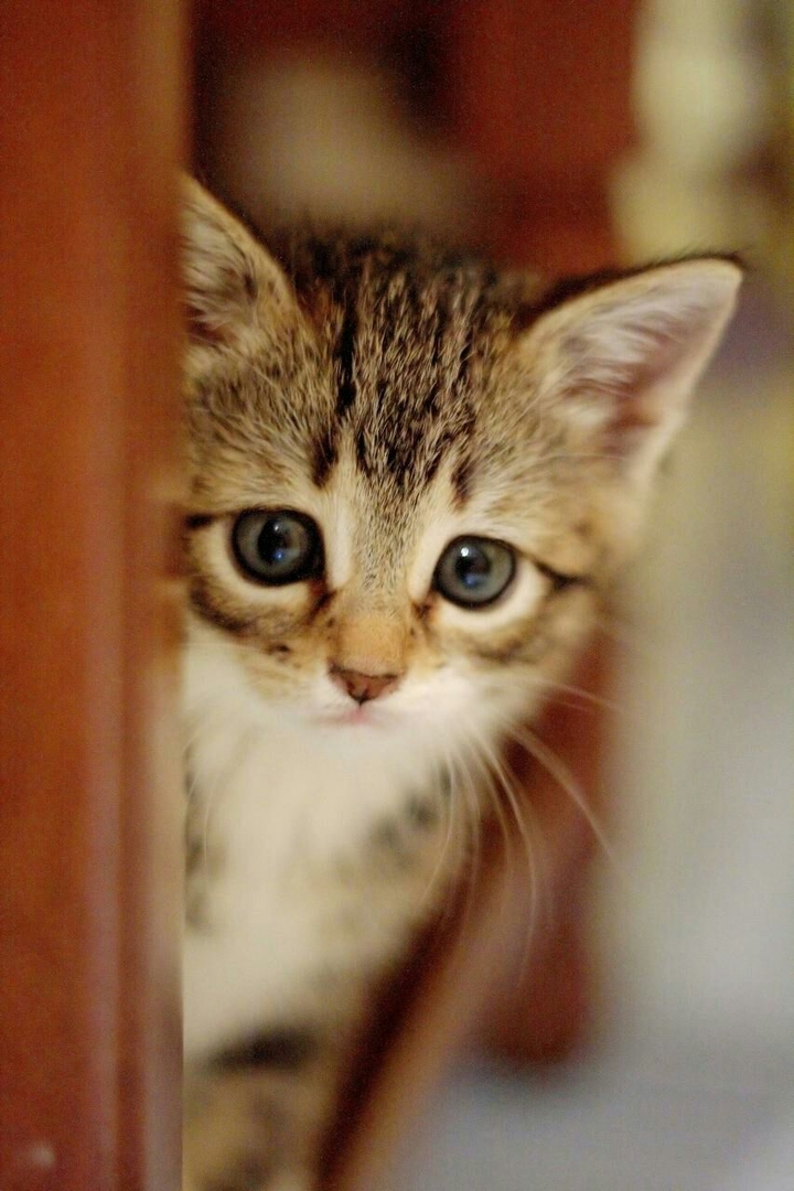 Cute Cat