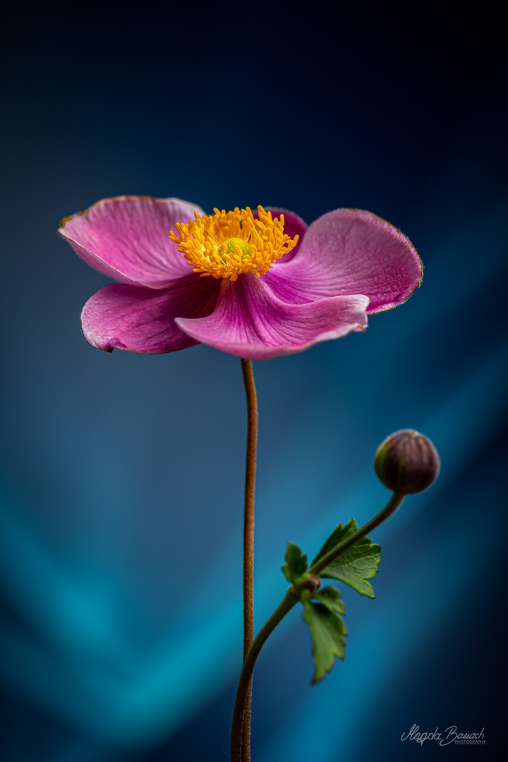 anemone