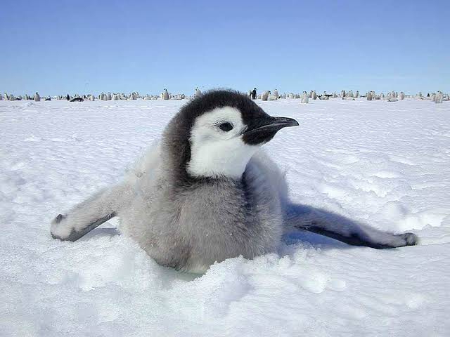 Penguin child