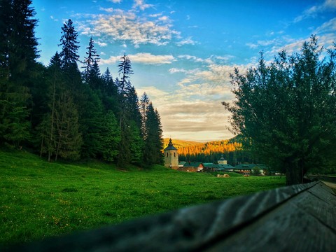 larch, tree duvar kağıtları
