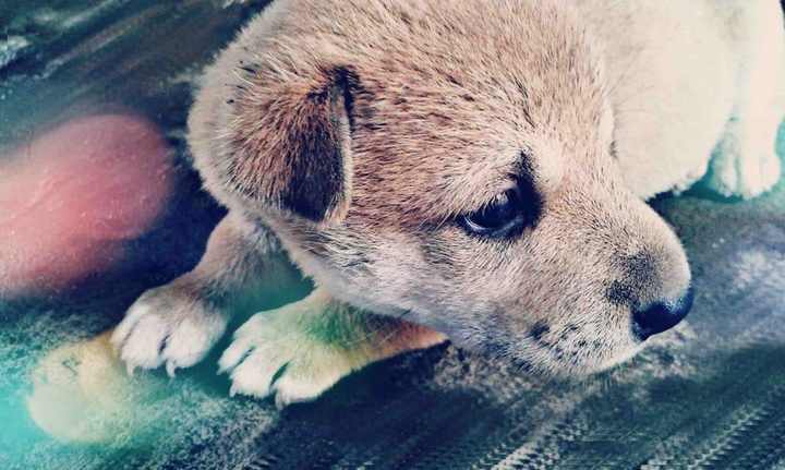 Puppy
