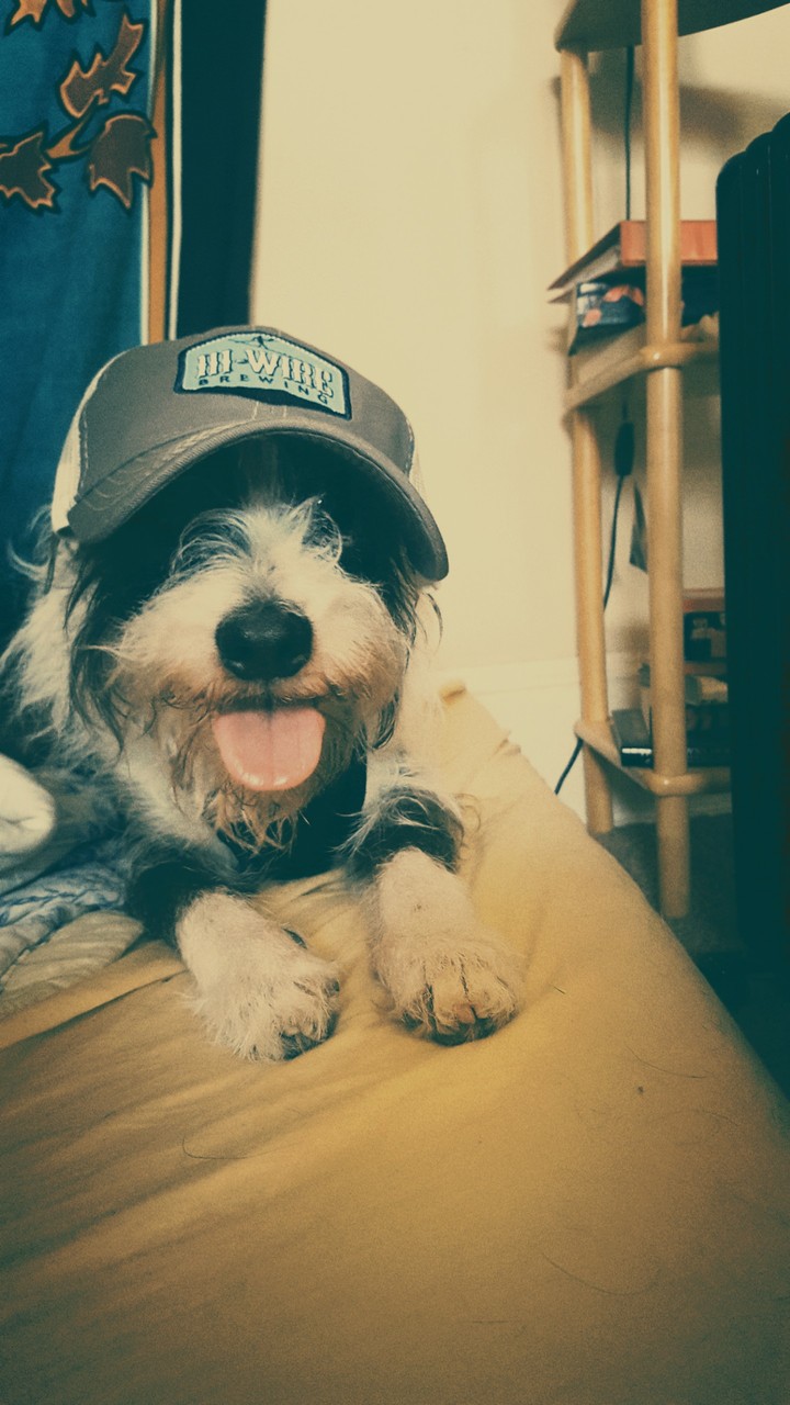 koda douglas dog