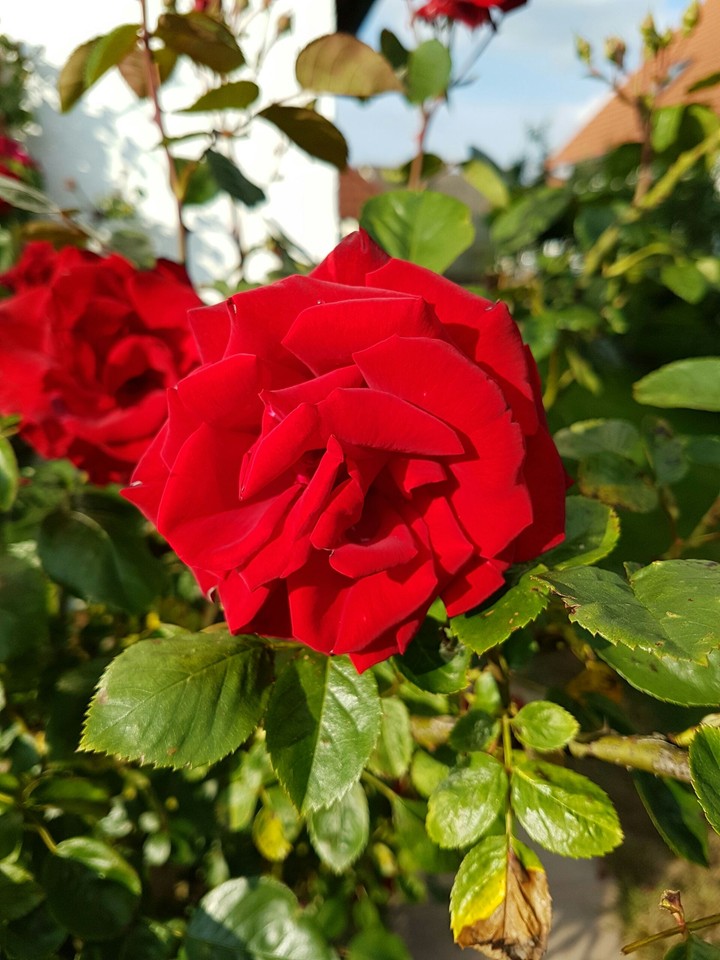 Rose