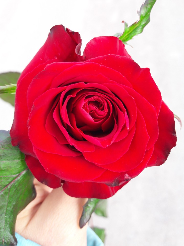 Red Rose