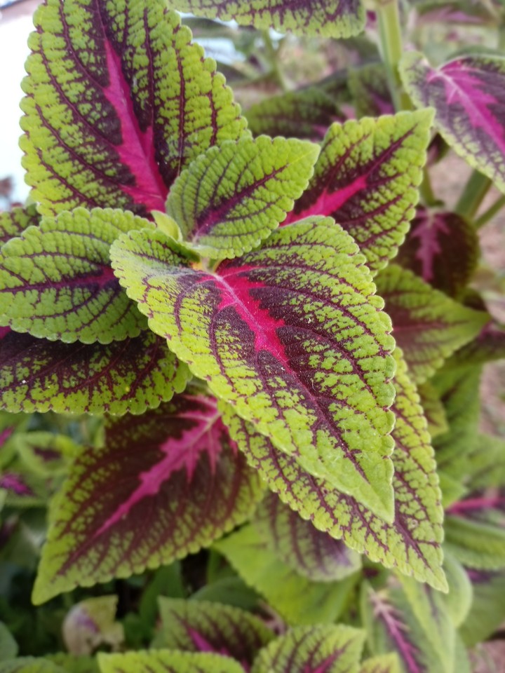 natureza 2