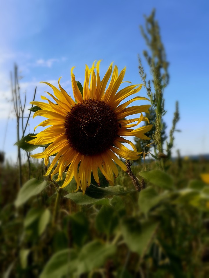 Sonnenblume