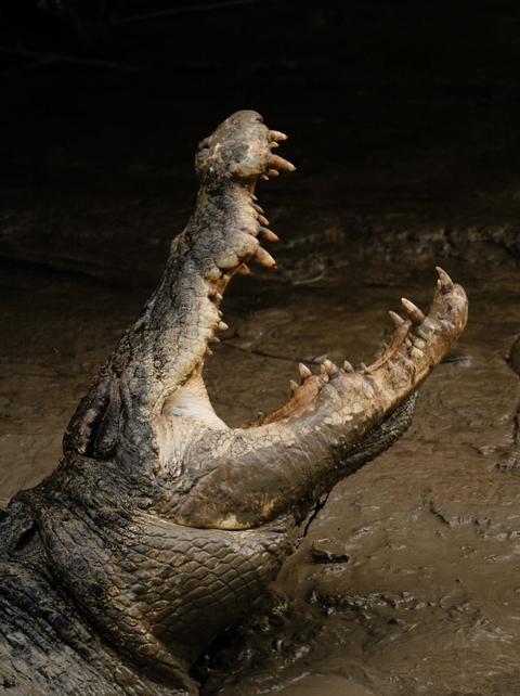 רקעים Alligators, crocodiles