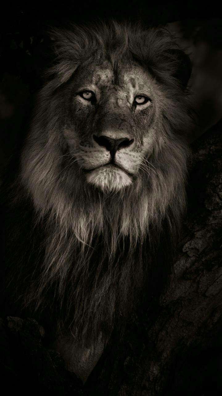 King Leão