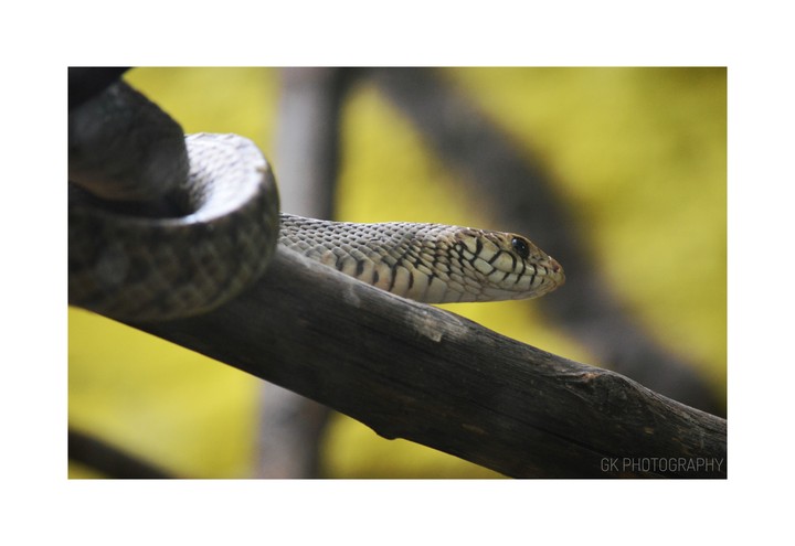 snake