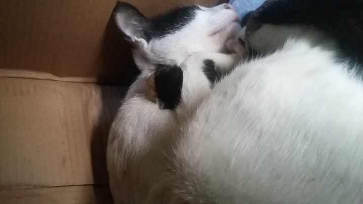 See the hidden kitten