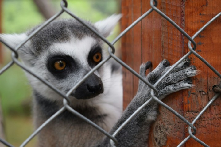 animal