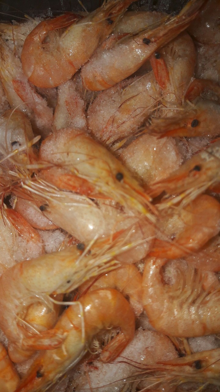 fishes