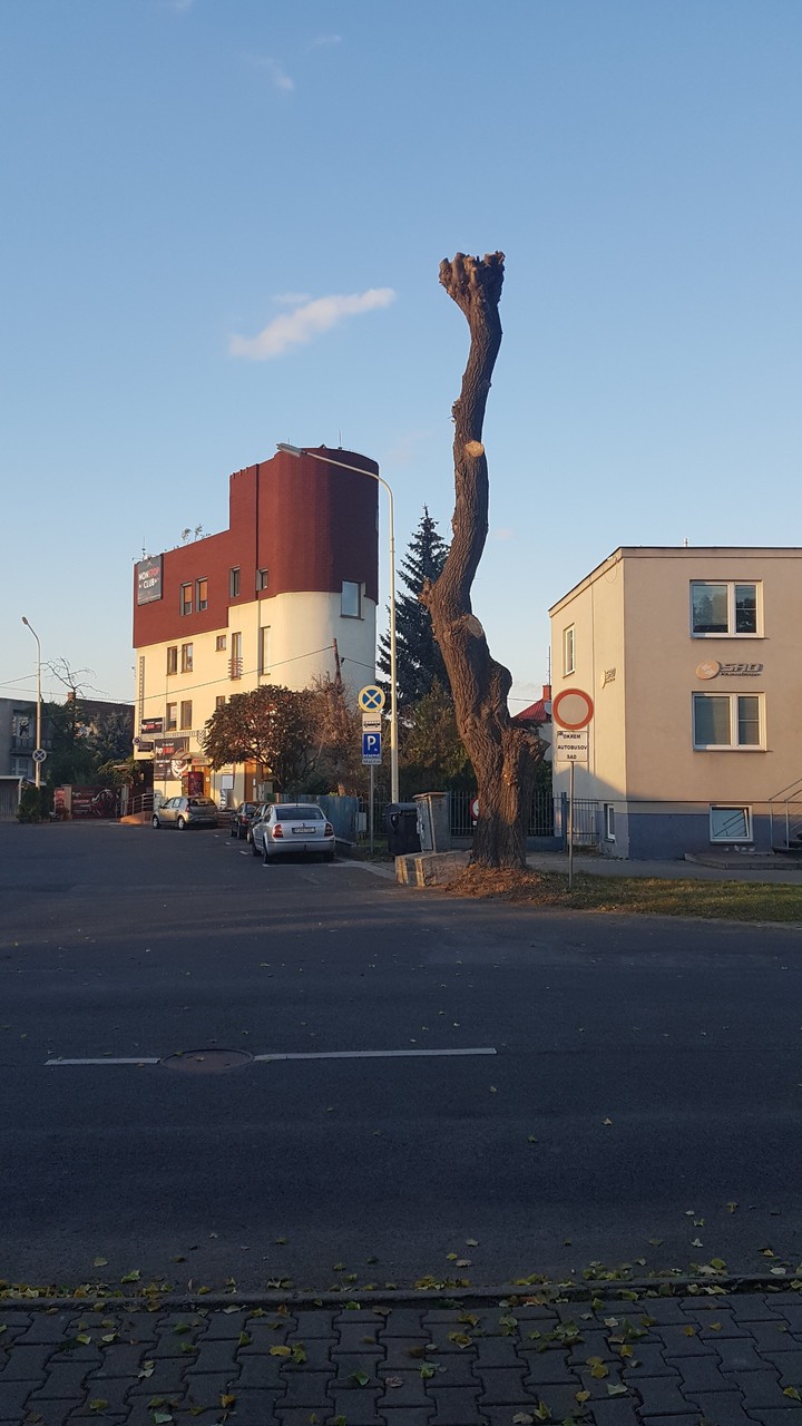 Tree trunk