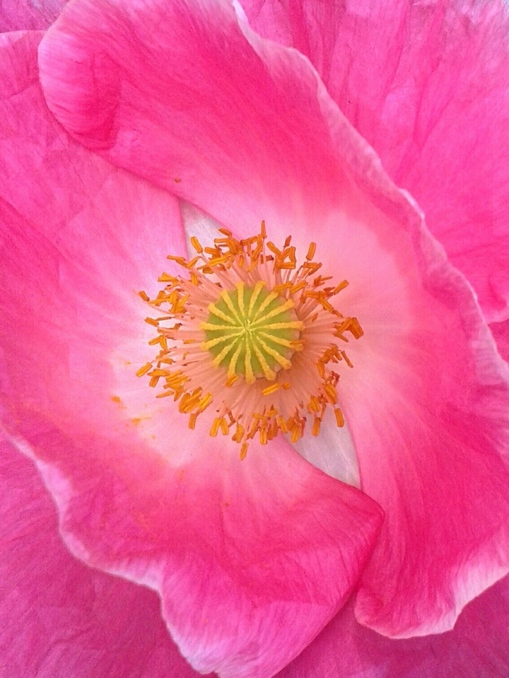 wild flower pink