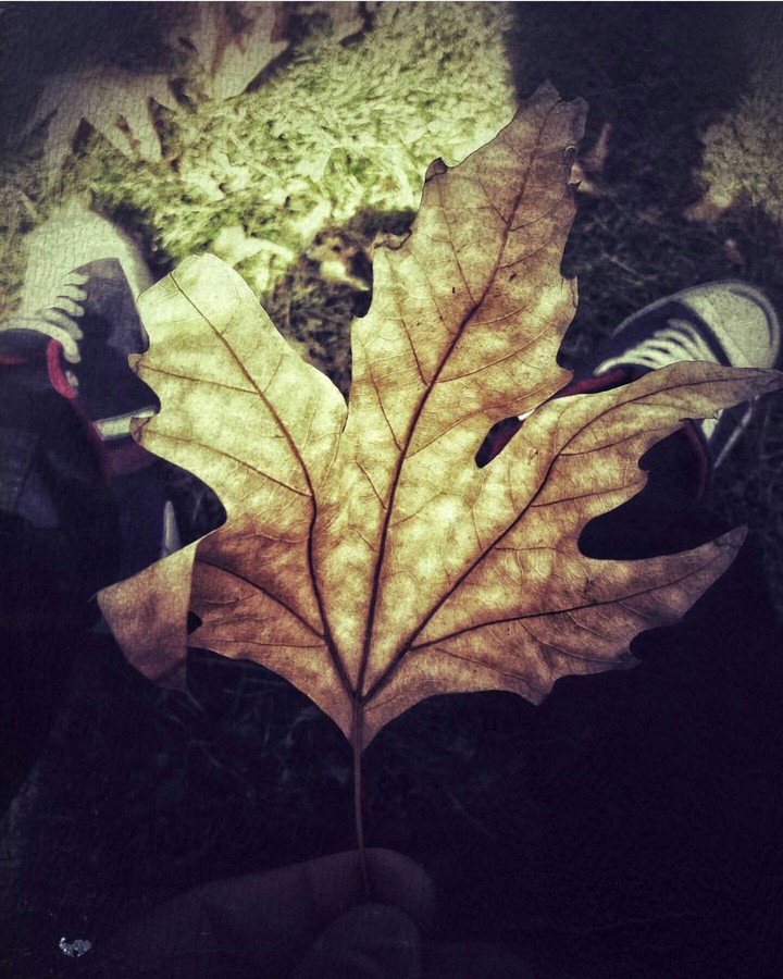 leaf