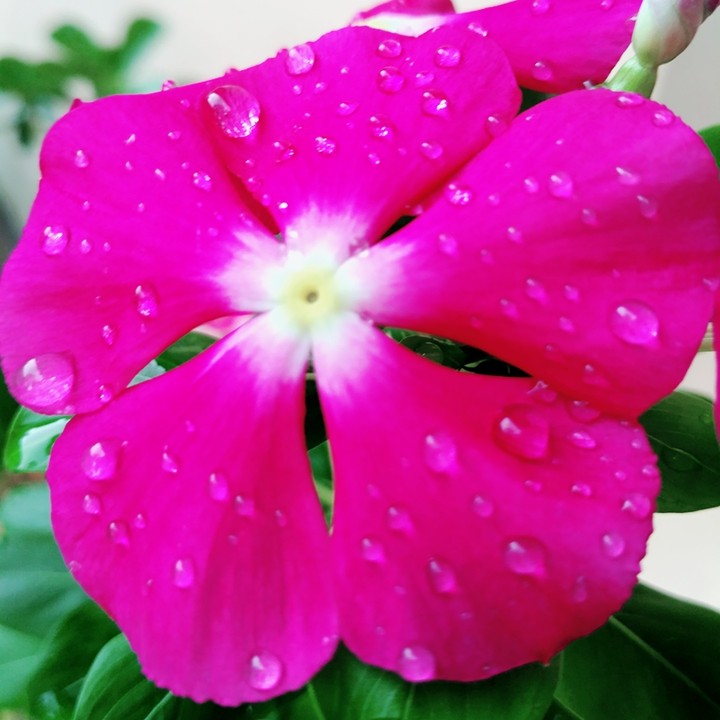 flower