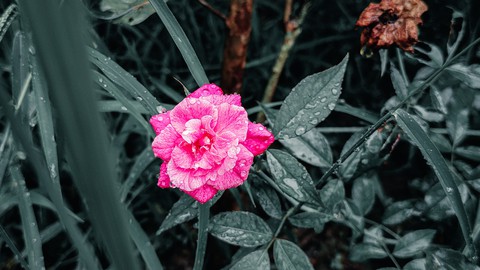 Raindrops on rose
