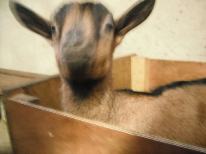 fidgety goat