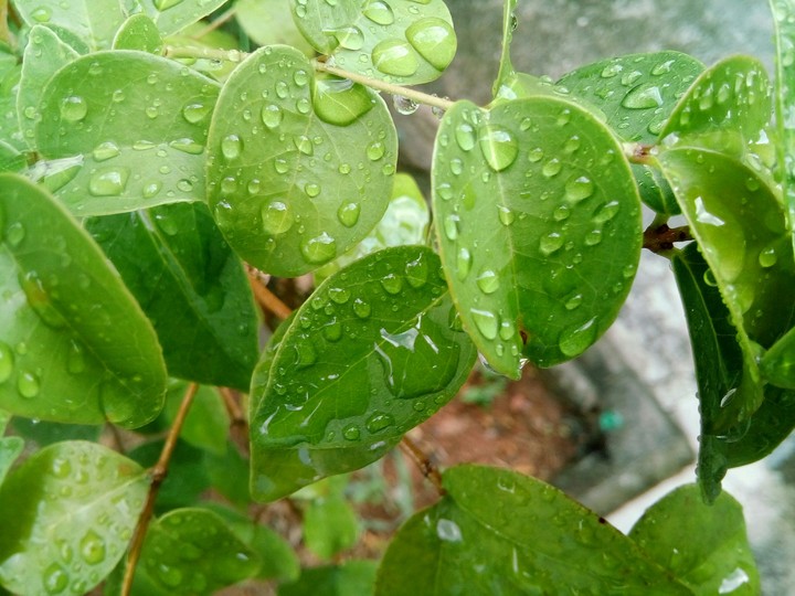 Wet Leaves