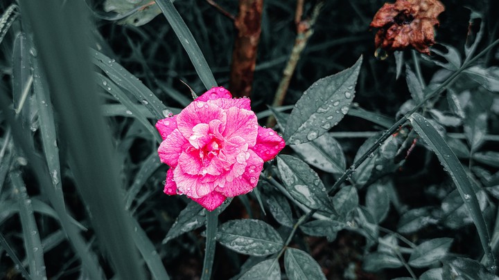 Raindrops on rose