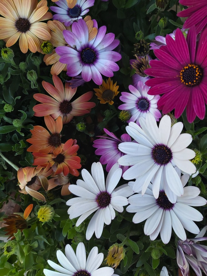flowers2