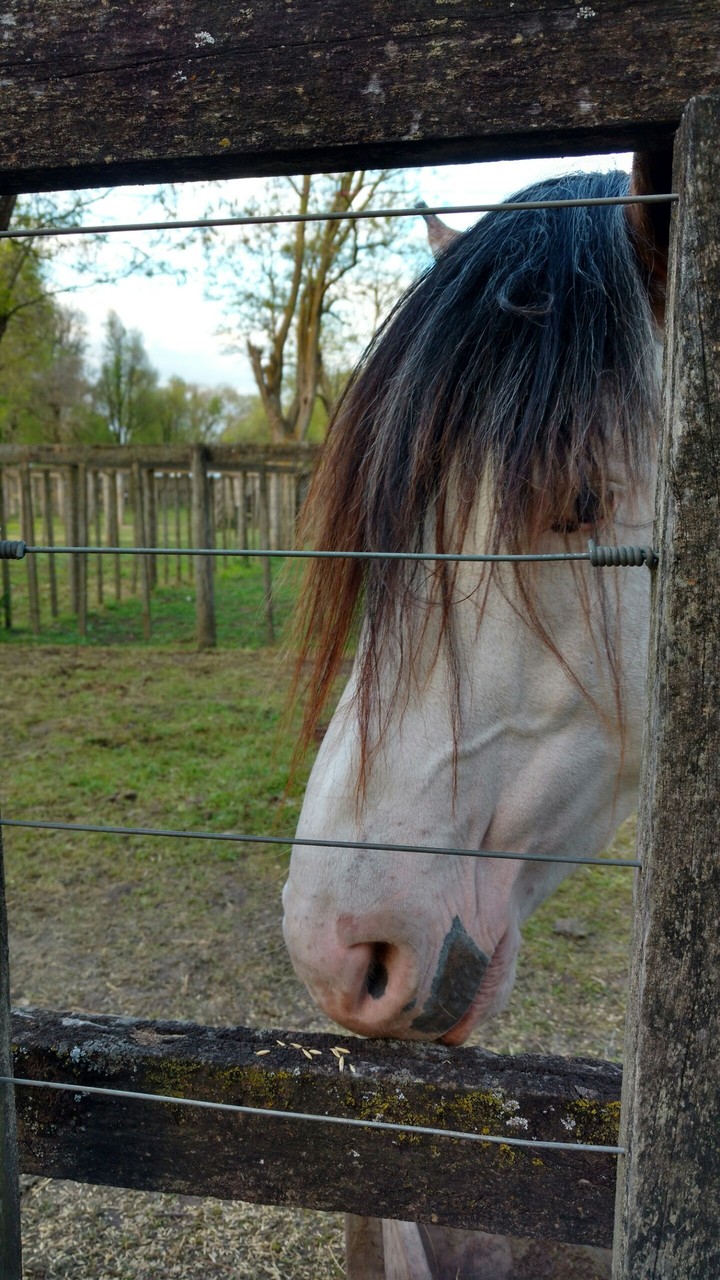 Caballo