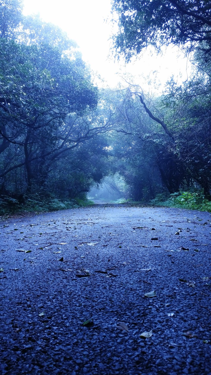 In the midst of the forest