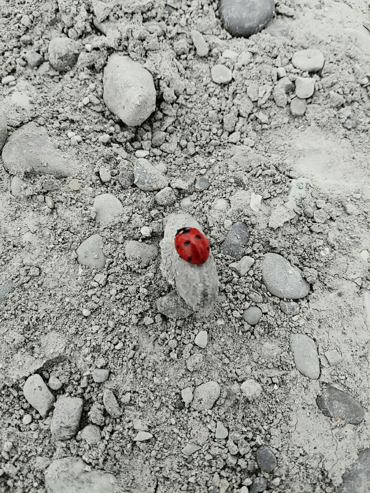 ladybug