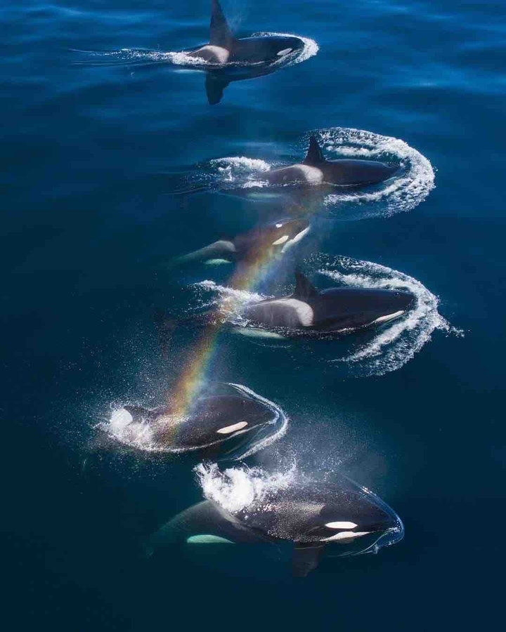 orcas