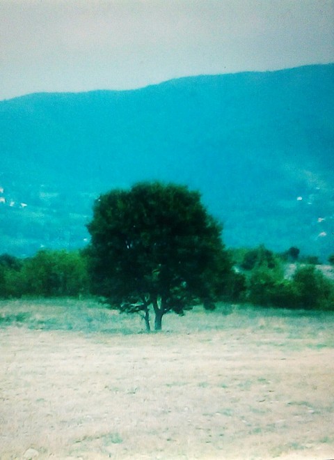 tree