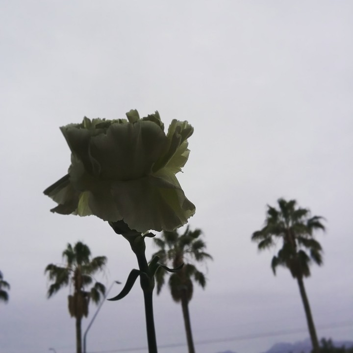 flower and Tree