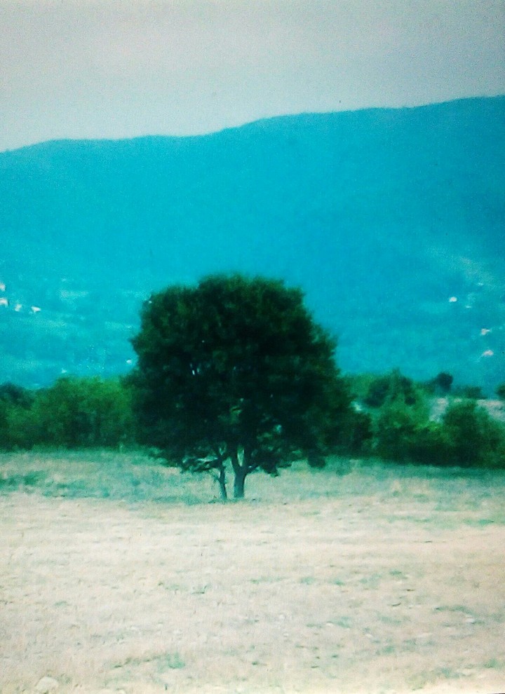 tree