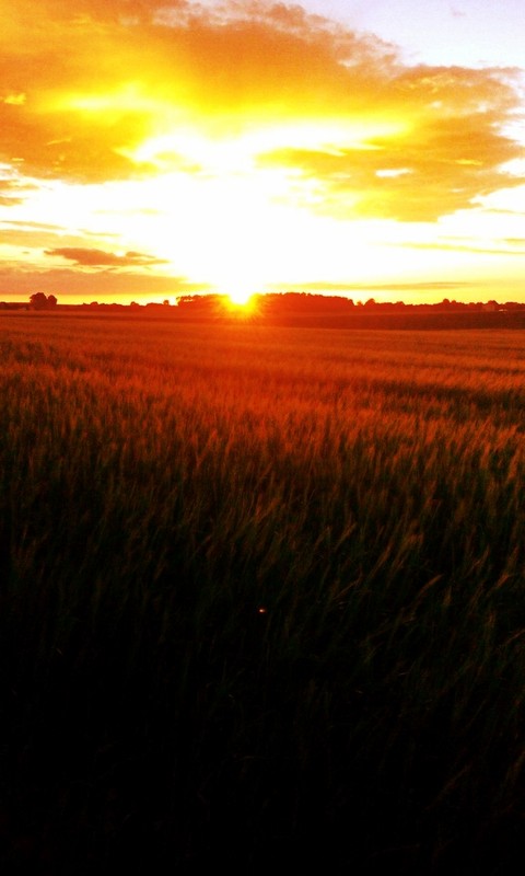 Field