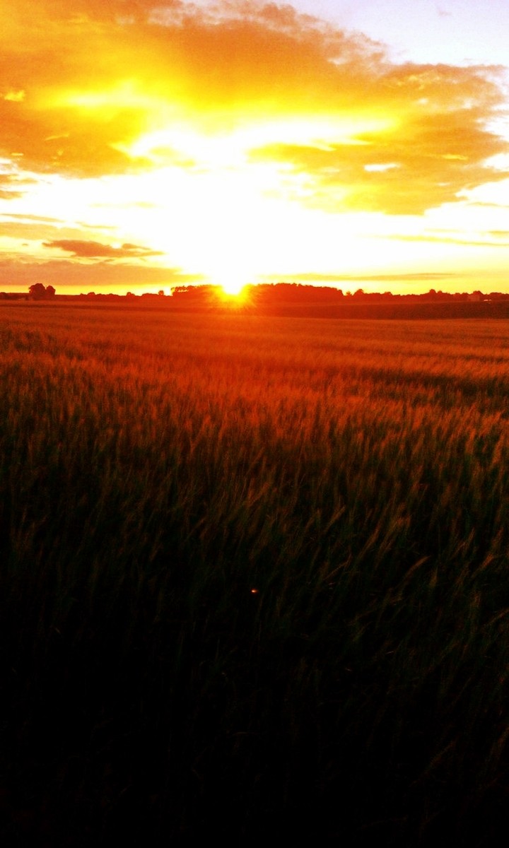 Field