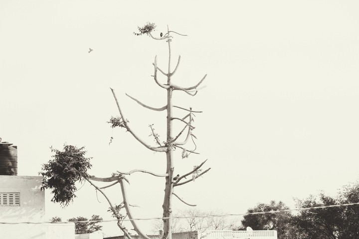 tree