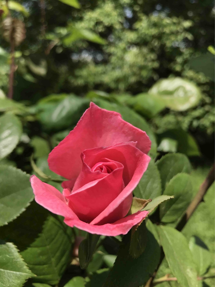 роза - rose