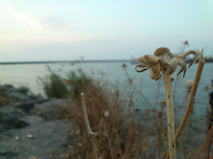 Anzali