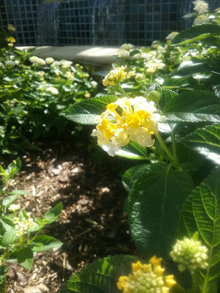 Mellow Yellow Flower