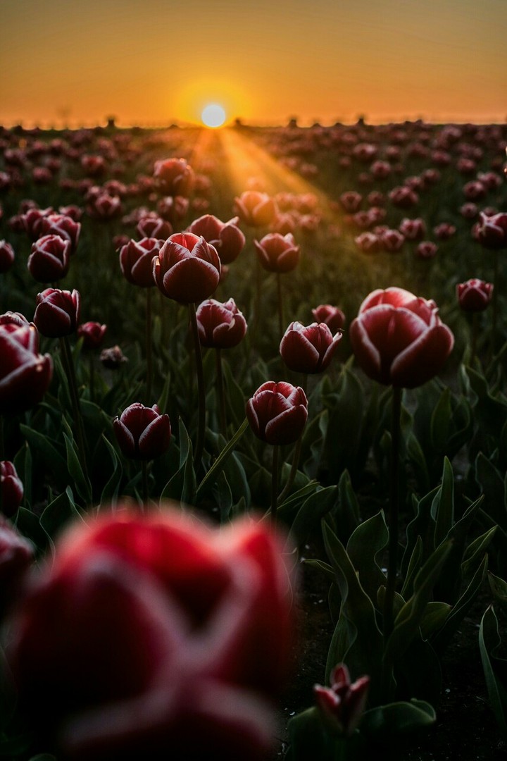 red flower