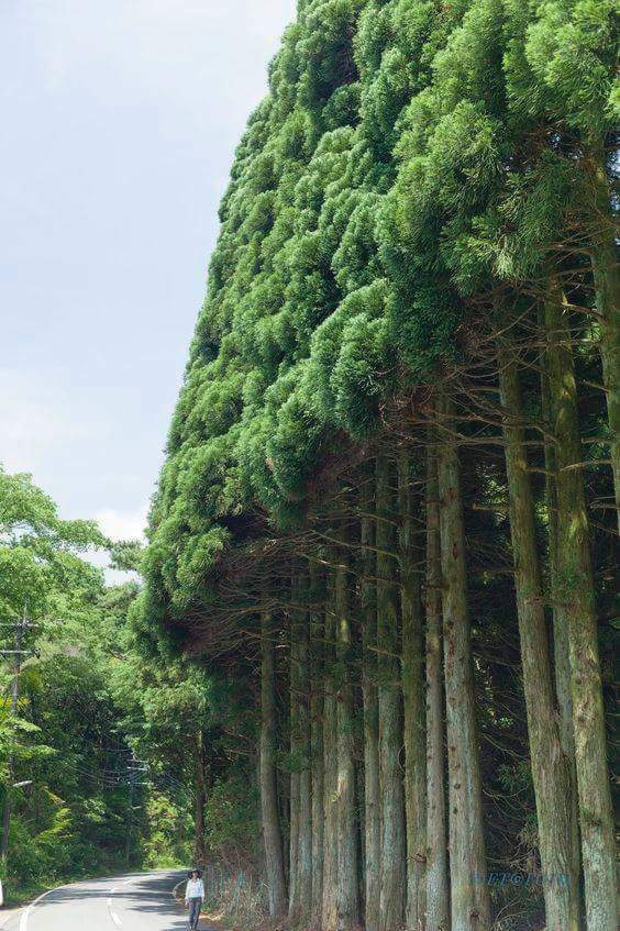 trees